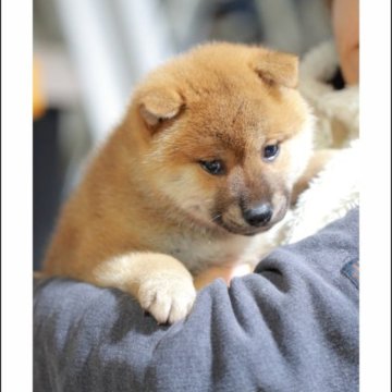 柴犬(標準サイズ)【山口県・男の子・2022年12月1日・赤】の写真「真ん丸お顔のおちゃめで可愛い赤柴男の子です♪」