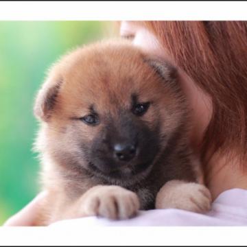 柴犬(標準サイズ)【山口県・男の子・2022年5月21日・赤】の写真「優しく温厚な性格の赤柴男の子です♪」