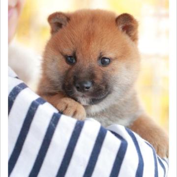 柴犬(標準サイズ)【山口県・男の子・2022年10月13日・赤】の写真「明るく人懐っこい性格の男の子♪」
