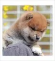 柴犬(標準サイズ)【山口県・男の子・2022年2月20日・赤】の写真2