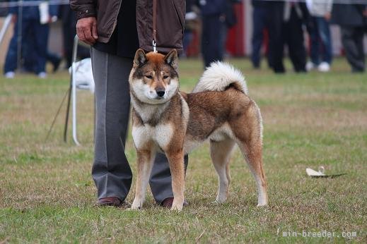 当犬舎の代表犬の吉秀です｜河辺　寿美子(かべ　すみこ)ブリーダー(東京都・四国犬・日本犬保存会登録)の紹介写真1