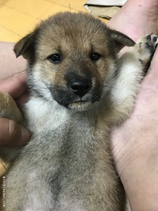 ID：1808-02300の子犬