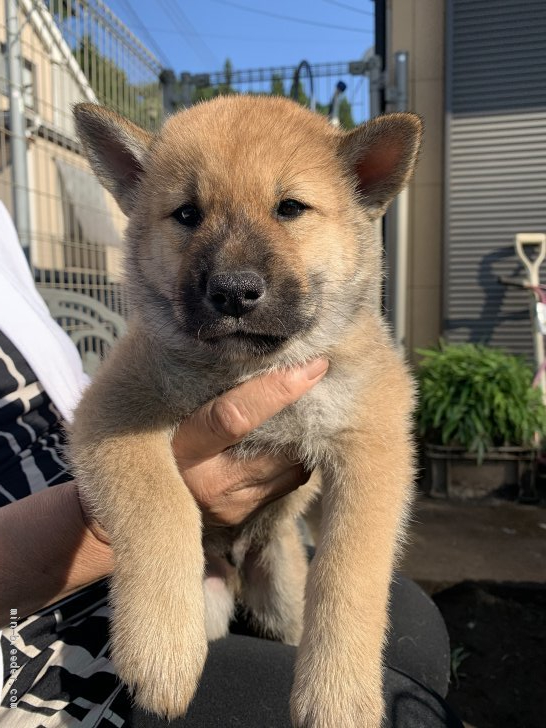 四国犬の子犬をお迎えいただいたお客様の声 口コミ 評判 みんなのブリーダー