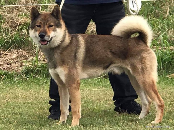 四国犬 オス 赤胡麻 15 07 25生まれ 東京都 交配犬id 1912 B0002 頭が大きくガッチリしています みんなのブリーダー