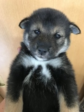 四国犬【東京都・女の子・2018年7月18日・黒胡麻】の写真「人気の黒胡麻です」