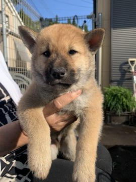 四国犬【東京都・男の子・2020年8月25日・赤胡麻】の写真「両親を見て子犬の将来の姿をイメージできると思います」