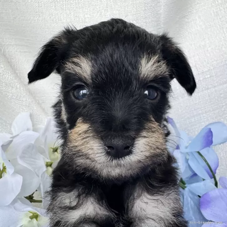 ID:2506-05479の子犬