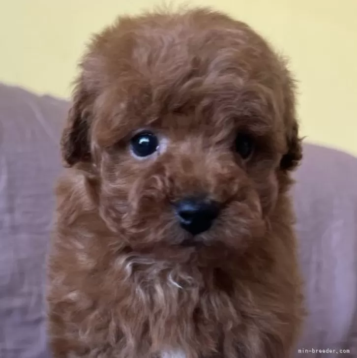 トイプードル(トイ)【茨城県・女の子・2025年10月5日・レッド】の写真1