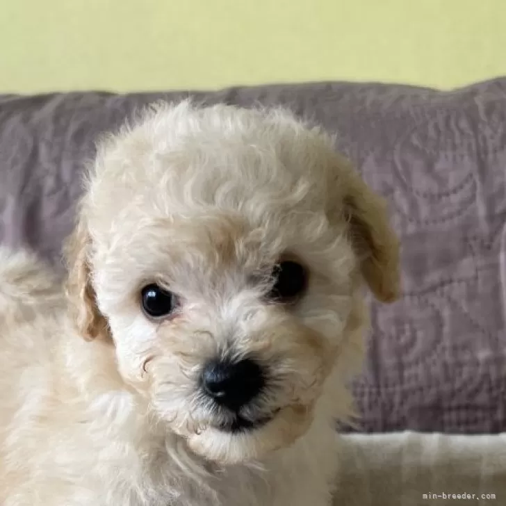 ID：2506-05590の子犬