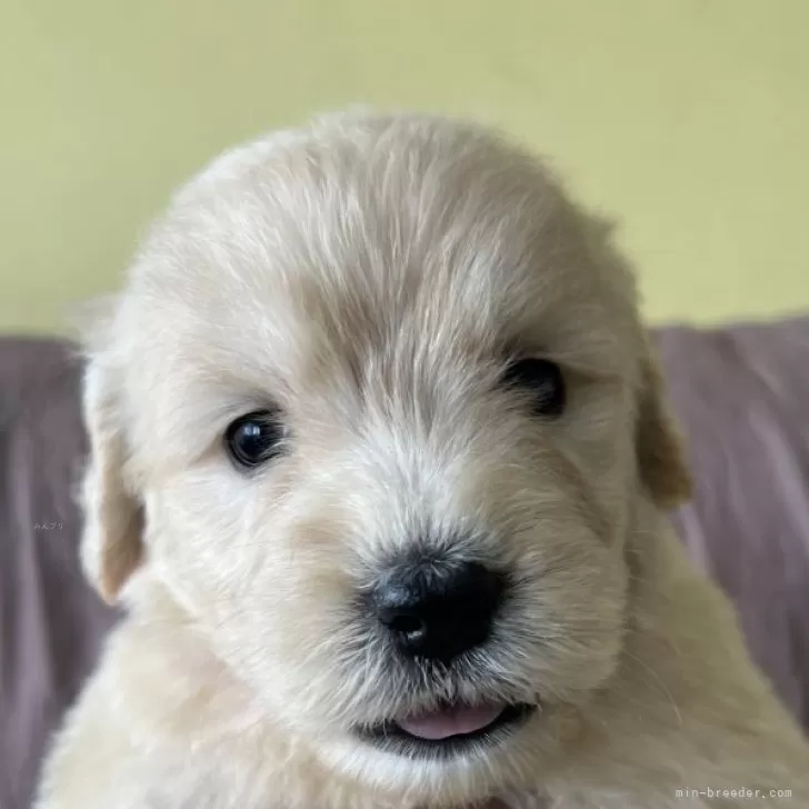 ID：2508-05075の子犬
