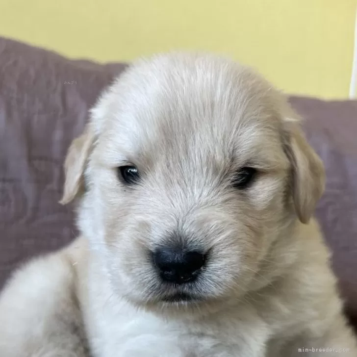 ID:2510-04570の子犬