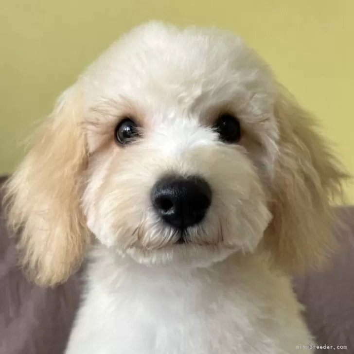 ID：2507-09226の子犬