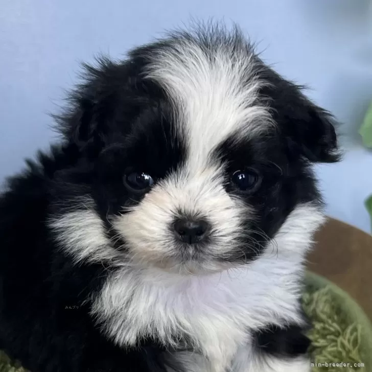 ruisoy 様のお迎えした子犬