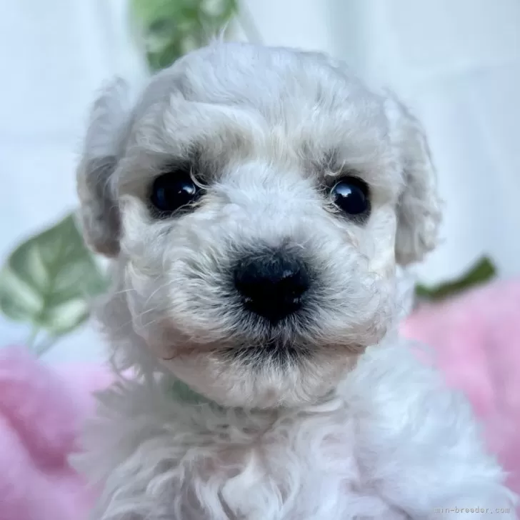 ID：2412-01638の子犬