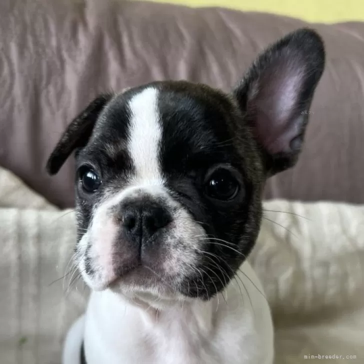 ID：2506-04724の子犬