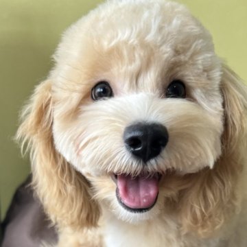 マルプー(トイプードル×マルチーズ)【茨城県・男の子・2025年6月8日・アプリ&ホワイト】の写真「遊ぶの大好き毛がモコモコなテディベアです♪」