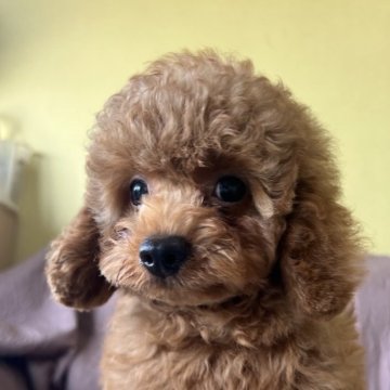 トイプードル(トイ)【茨城県・男の子・2025年6月2日・レッド】の写真「毛量たっぷり🐻くまさんです^_^」