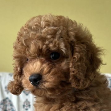 トイプードル(トイ)【茨城県・男の子・2025年6月2日・レッド】の写真「おっとりさんです♪」