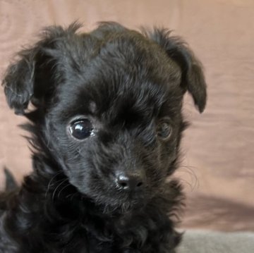 チワプー(トイプードル×チワワ)【茨城県・女の子・2025年10月4日・ブラック&ホワイト】の写真「おっとりでで甘えん坊な子です💕」