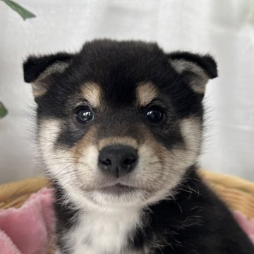 柴犬(標準サイズ)【茨城県・男の子・2025年1月25日・ブラックタン】の写真「おっとりくんで可愛い子です♪」