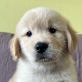 ゴールデンレトリバー