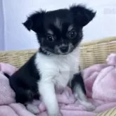 チワワ(ロング)