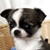 チワワ(ロング)