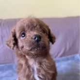 トイプードル(トイ)