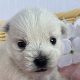 ウエストハイランドホワイトテリア