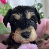 シュナプー(トイプードル×ミニチュアシュナウザー)【茨城県・女の子・2025年1月5日・ブラック、タン】の写真1