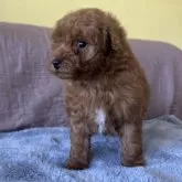 トイプードル(トイ)【茨城県・女の子・2025年10月5日・レッド】の写真3