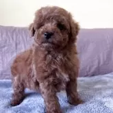 トイプードル(トイ)【茨城県・女の子・2025年10月5日・レッド】の写真6