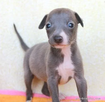 ID:2004-00330の子犬