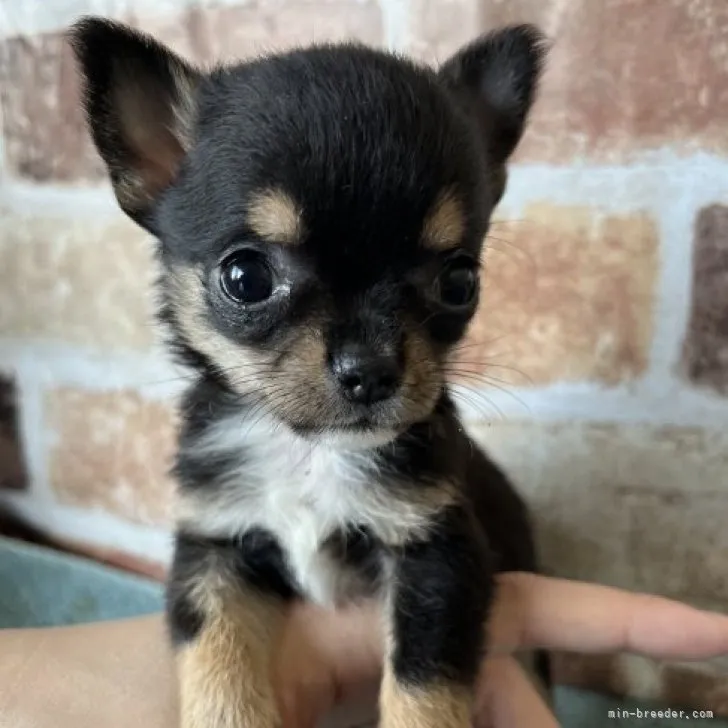 ID:2303-04912の子犬
