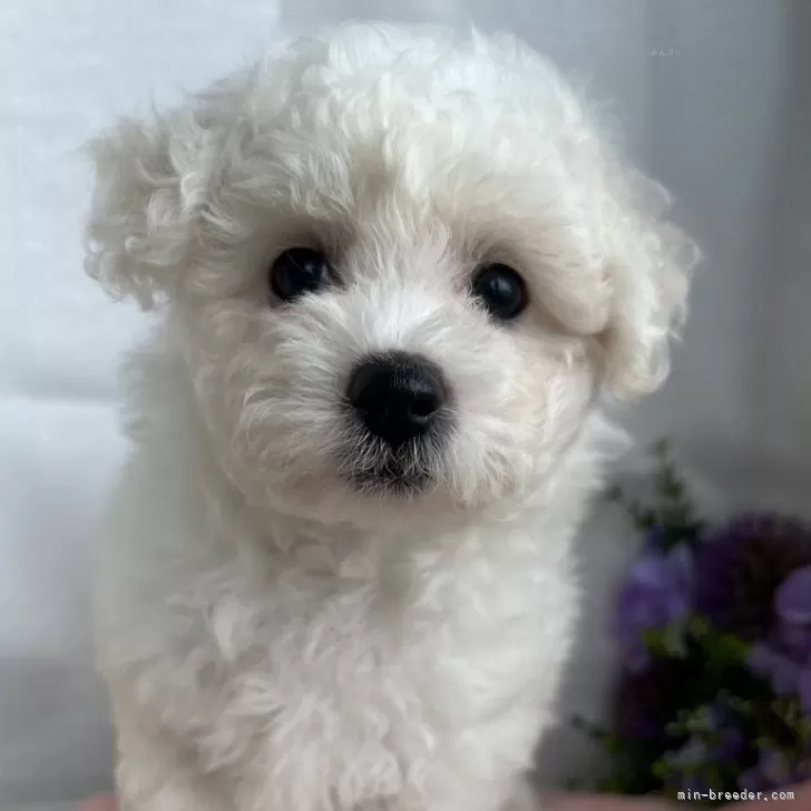 ID:2407-03946の子犬