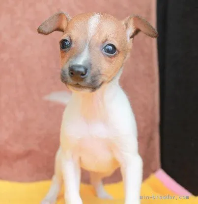 ID:2004-01858の子犬