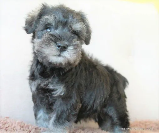 ID:2110-03302の子犬