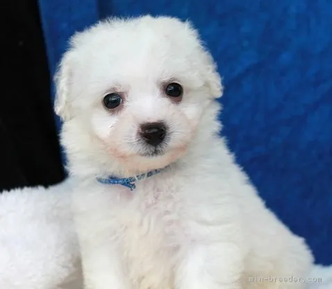 ID：1811-01429の子犬