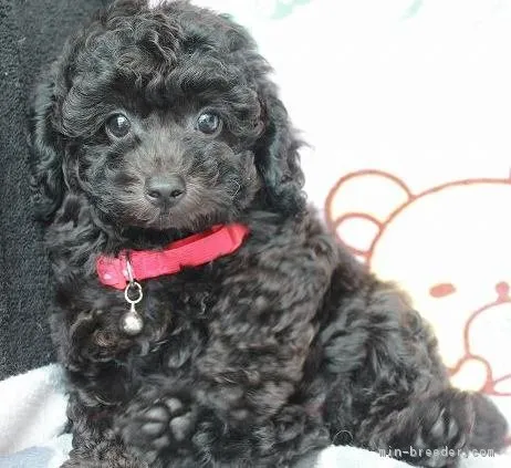 ID：1808-02985の子犬