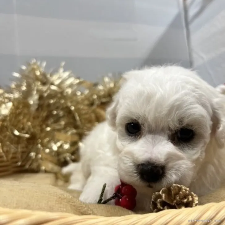 ID:2311-06065の子犬
