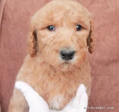 ID:2003-01842の子犬