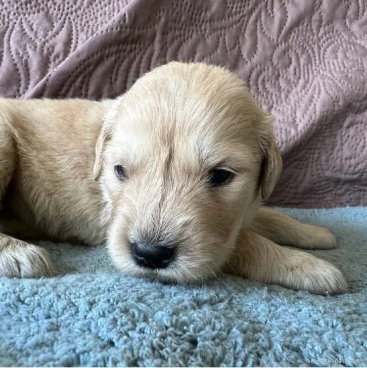 ID:2305-05474の子犬