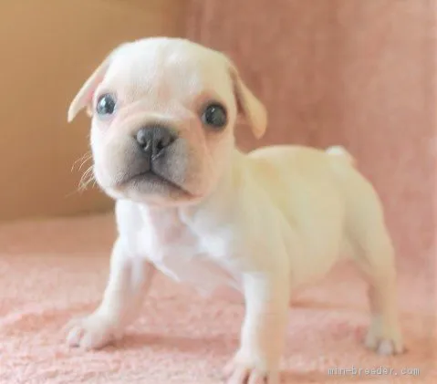 ID:2106-01895の子犬