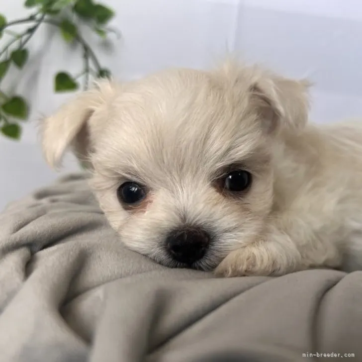 ID:2307-05996の子犬