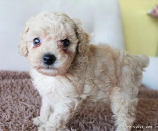 ID:2110-03469の子犬