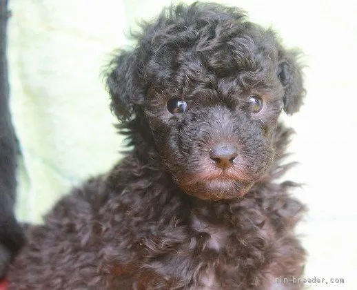 ID:2003-00900の子犬