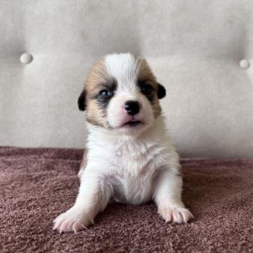 ウェルシュ・コーギー・ペンブローク【茨城県・男の子・2022年5月26日・レッド&ホワイト】の写真「優しい顔したおっとりさんです！！」