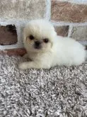 ペキニーズ【茨城県・女の子・2023年5月25日・ホワイト】の写真2