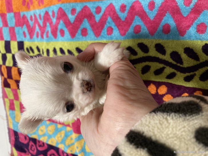 谷口敦子ブリーダーのブログ：まだまだ幼いです。少しずつ離乳食中