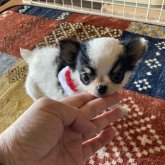 チワワ(ロング)